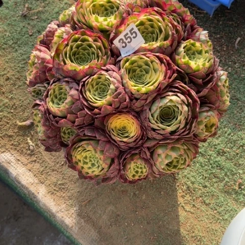 用****6355海王朵朵拼盆多肉