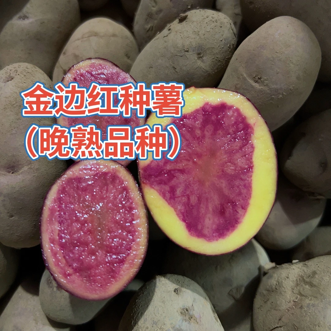 金边红种籽栽子5斤