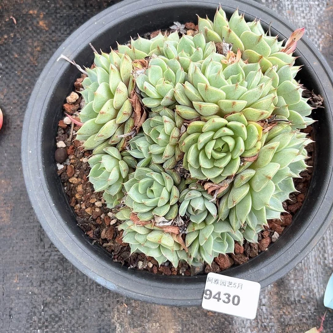 阿雅园艺。   9430