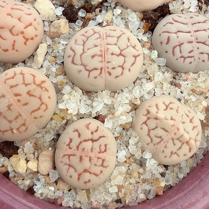 是一个充满生机盎然朝气勃勃344