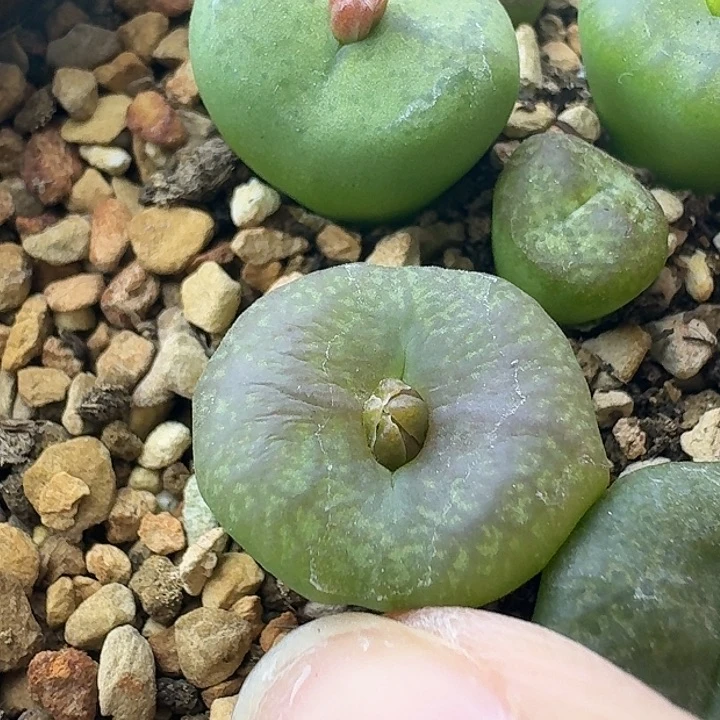 21号单头毛杂一物一拍