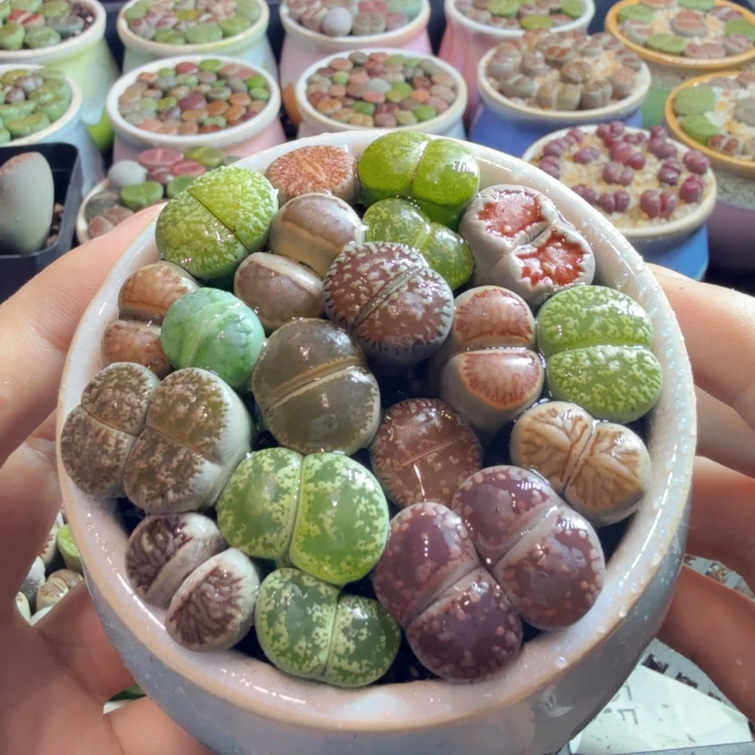 多肉植物的生长发育和生长804