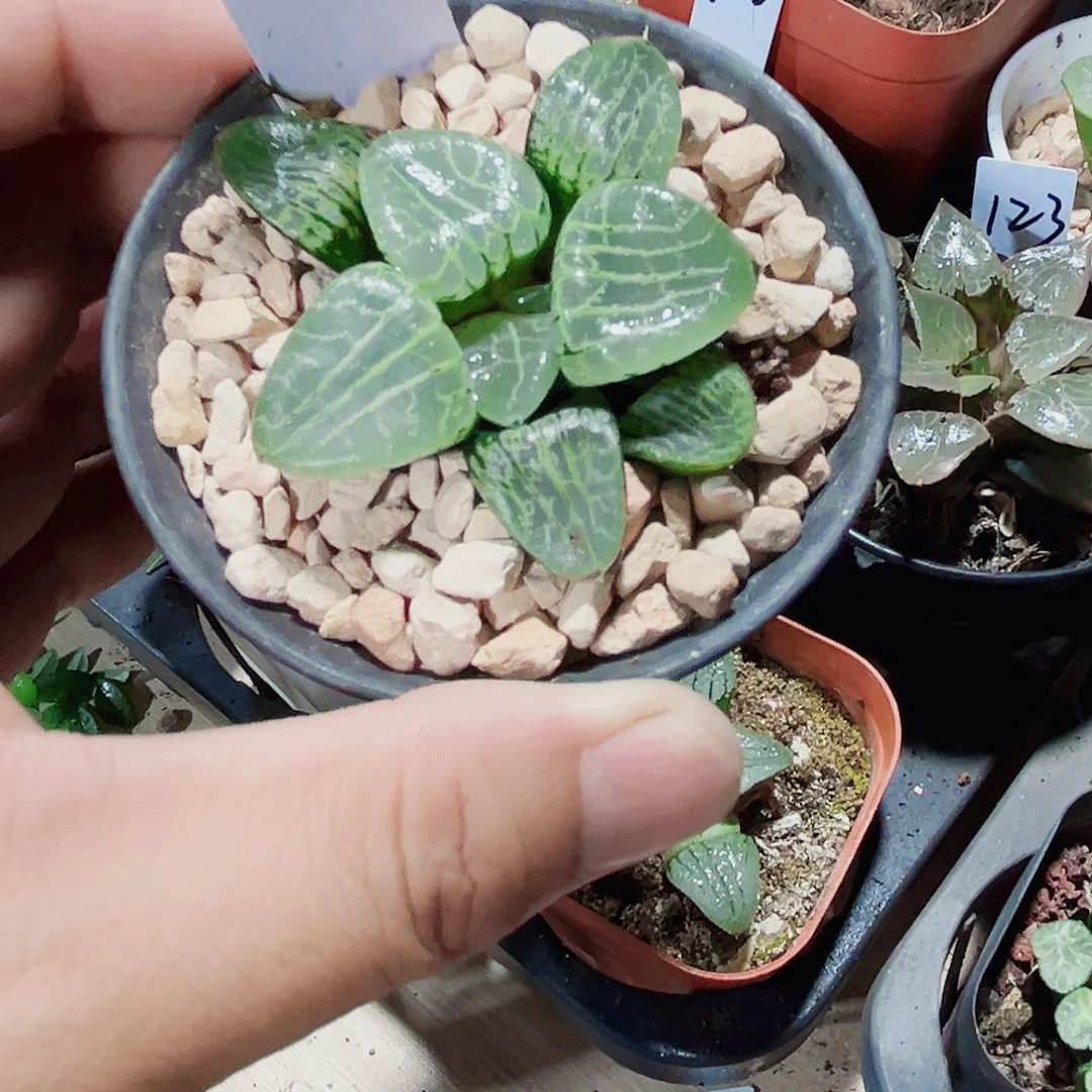 特价处理水晶康平