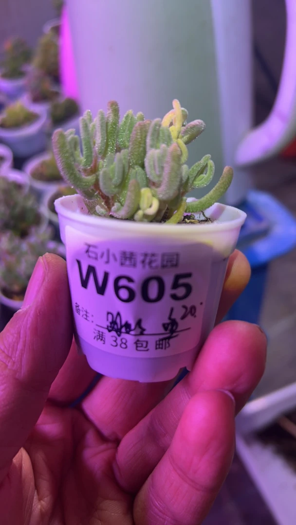 跳跳鱼-橙叶锦-多肉植物枝干番杏