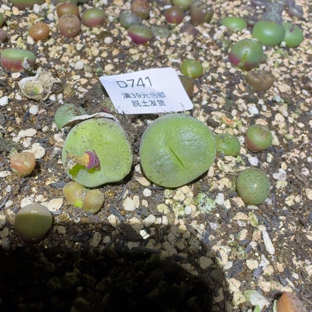 来***酱741多肉呜呜呜我好