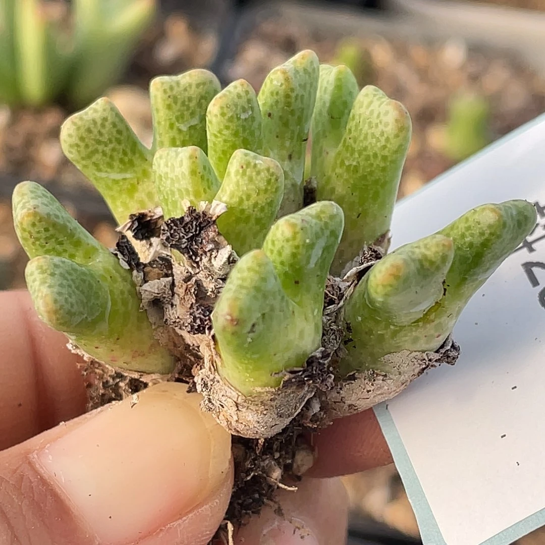 28-9鹿角斑马肉锥