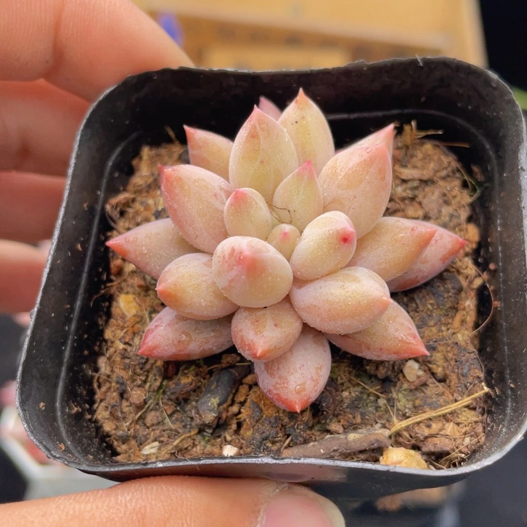 红蜻蜓多肉9.9包邮发货