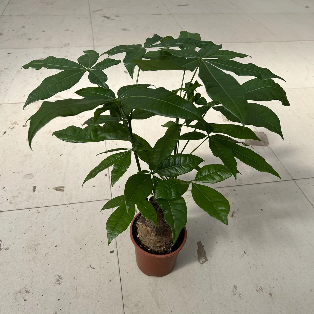 单杆发财树盆栽绿植    延
