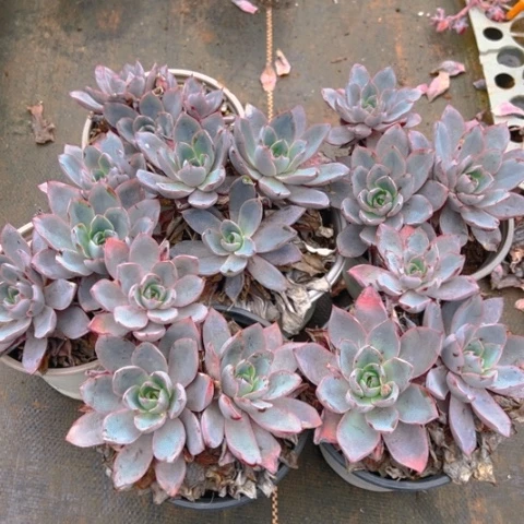 精品多肉赫拉六个