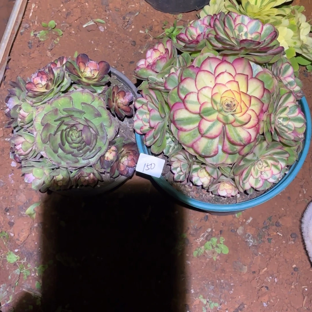 云南多肉植物组拍