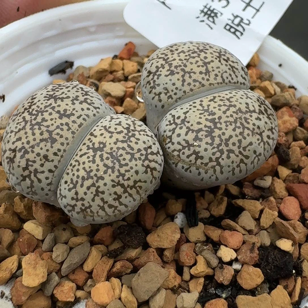 549多肉哈哈哈哈哈哈哈哈