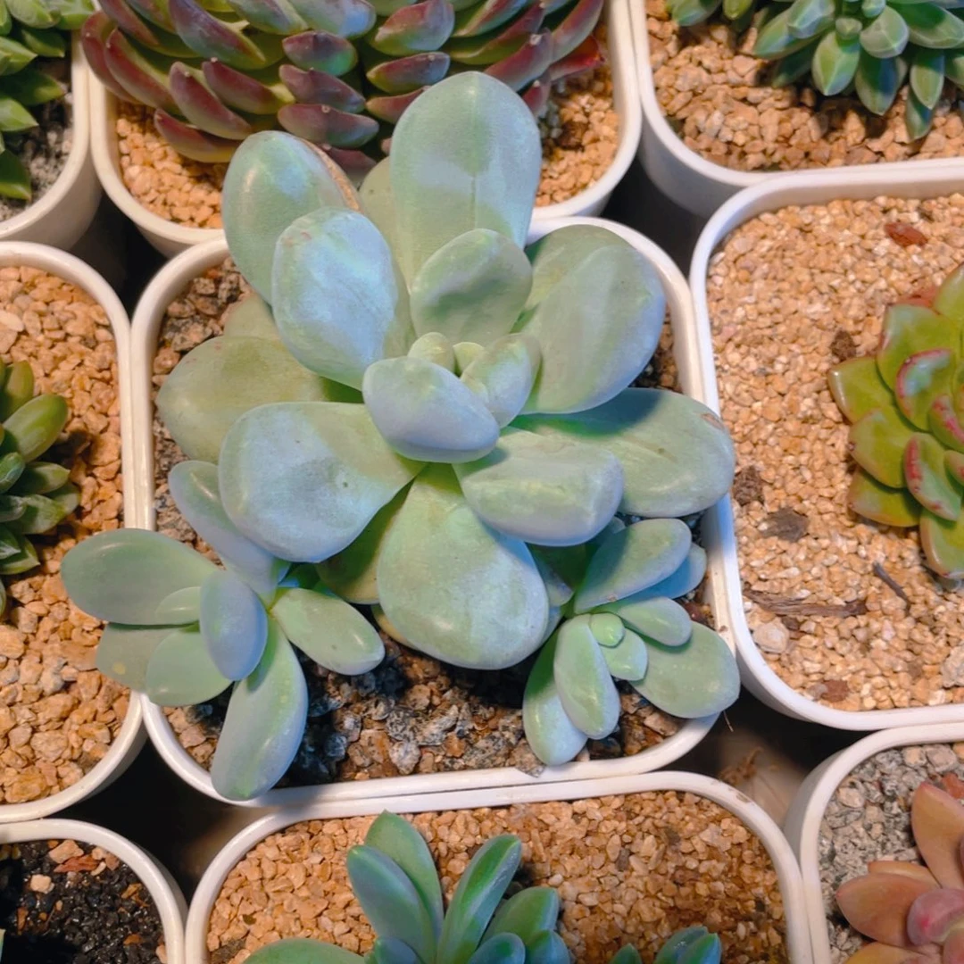 香水石化多肉植物一棵
