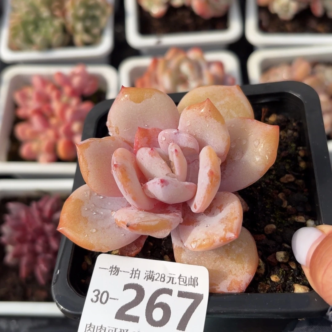 奶茶无盆土发货无