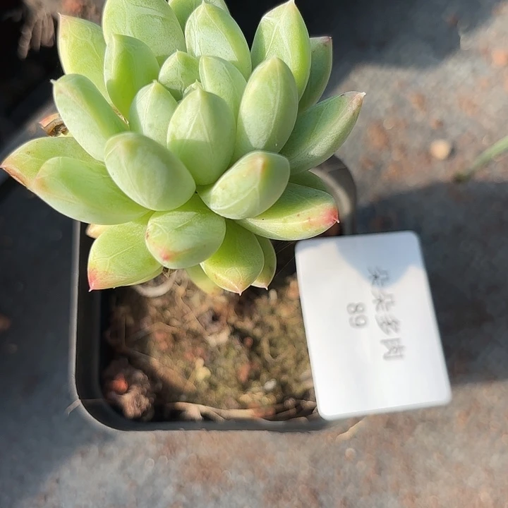 闪吼89呀呀呀呀啊呀呀呀呜呜