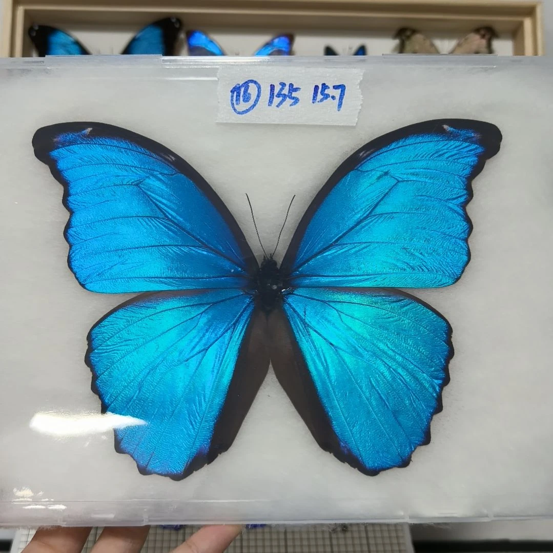 真蝴蝶标本一物一拍