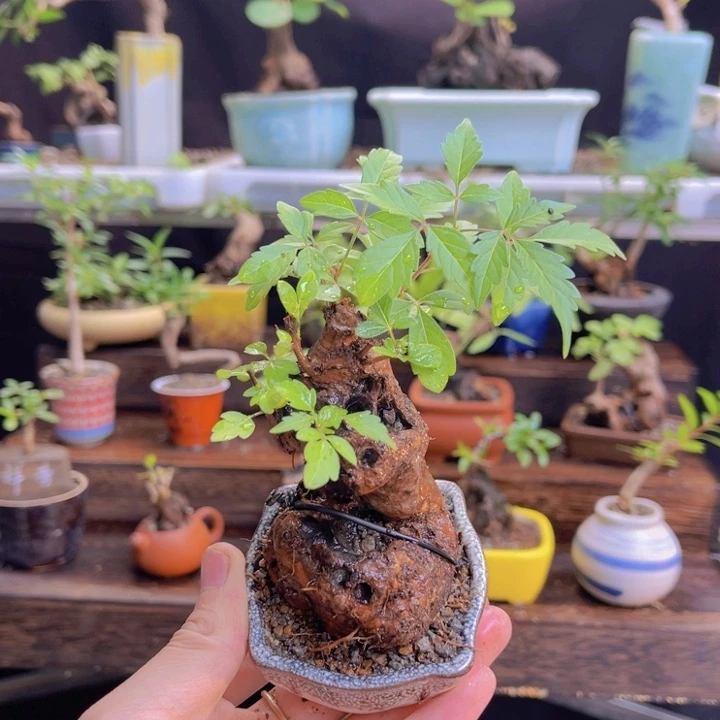 当前无花朵，栽培后可花朵