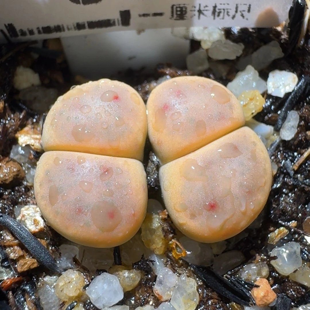 板娘亏本清货价333