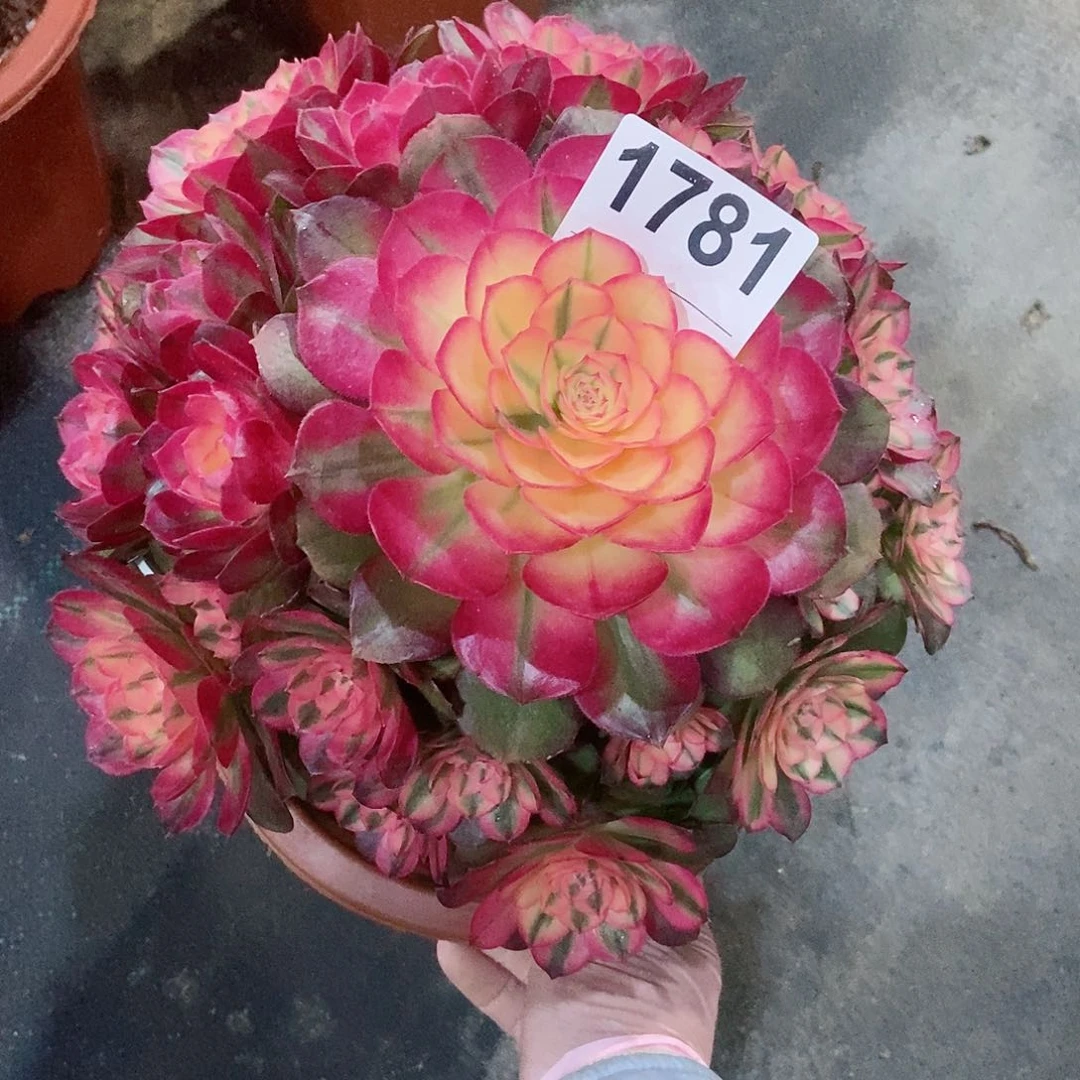 红陶莉*1781荔枝4冠服红23左右