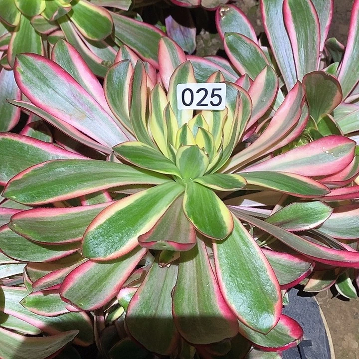 多肉植物法师25红魔女