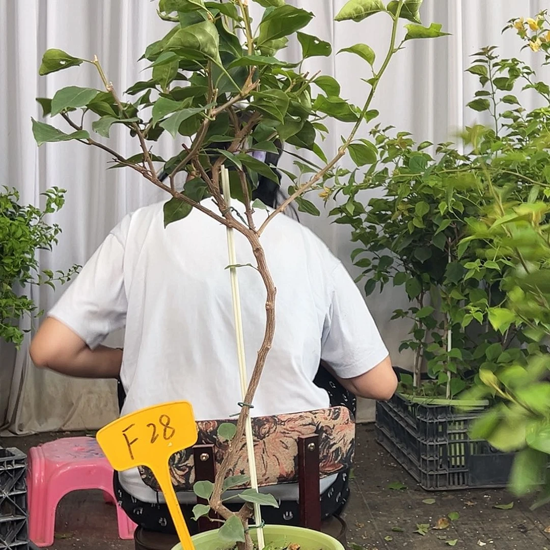 悦***贝当前无花栽培后可以开花F28 金色光辉