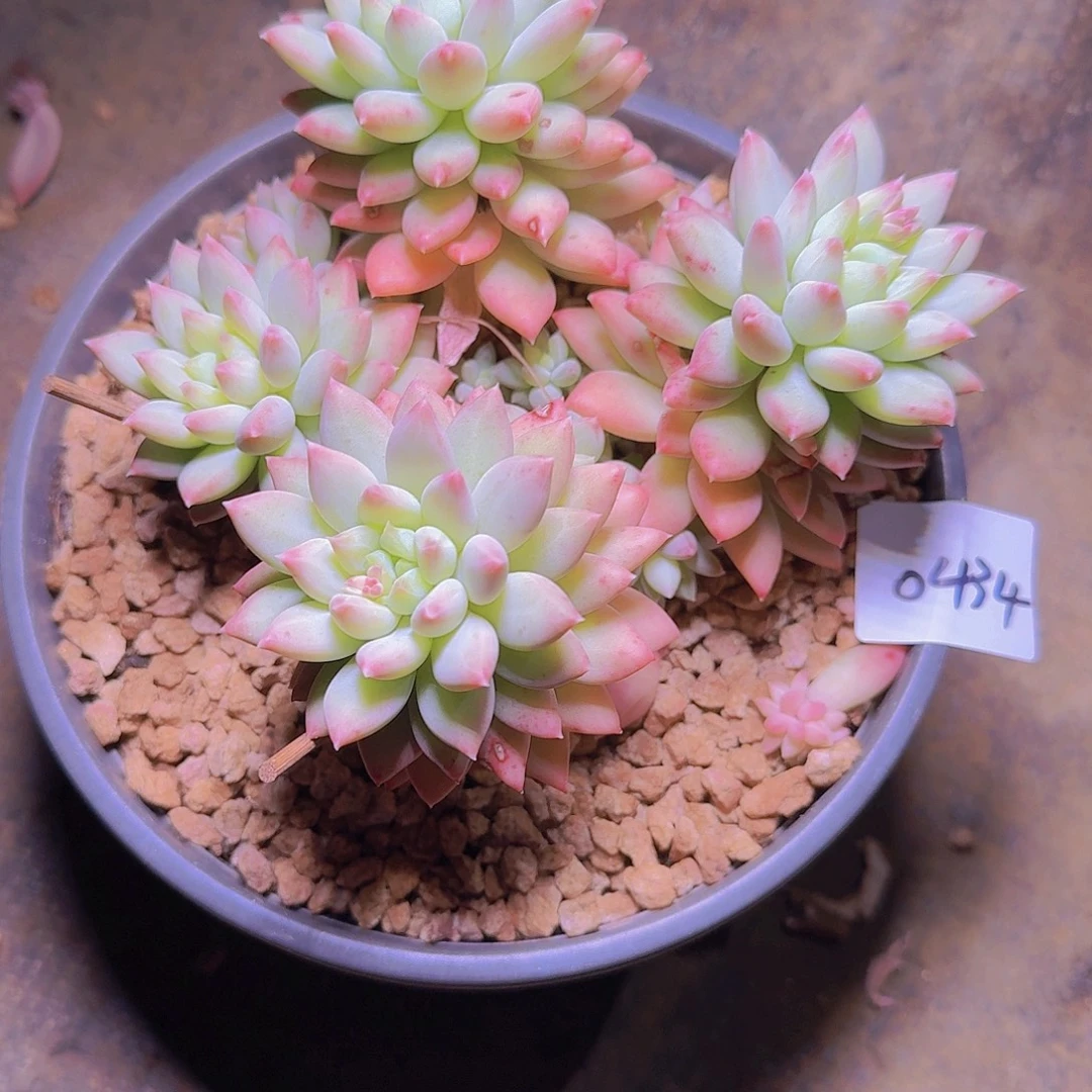 来***张0434美人杂多肉植物