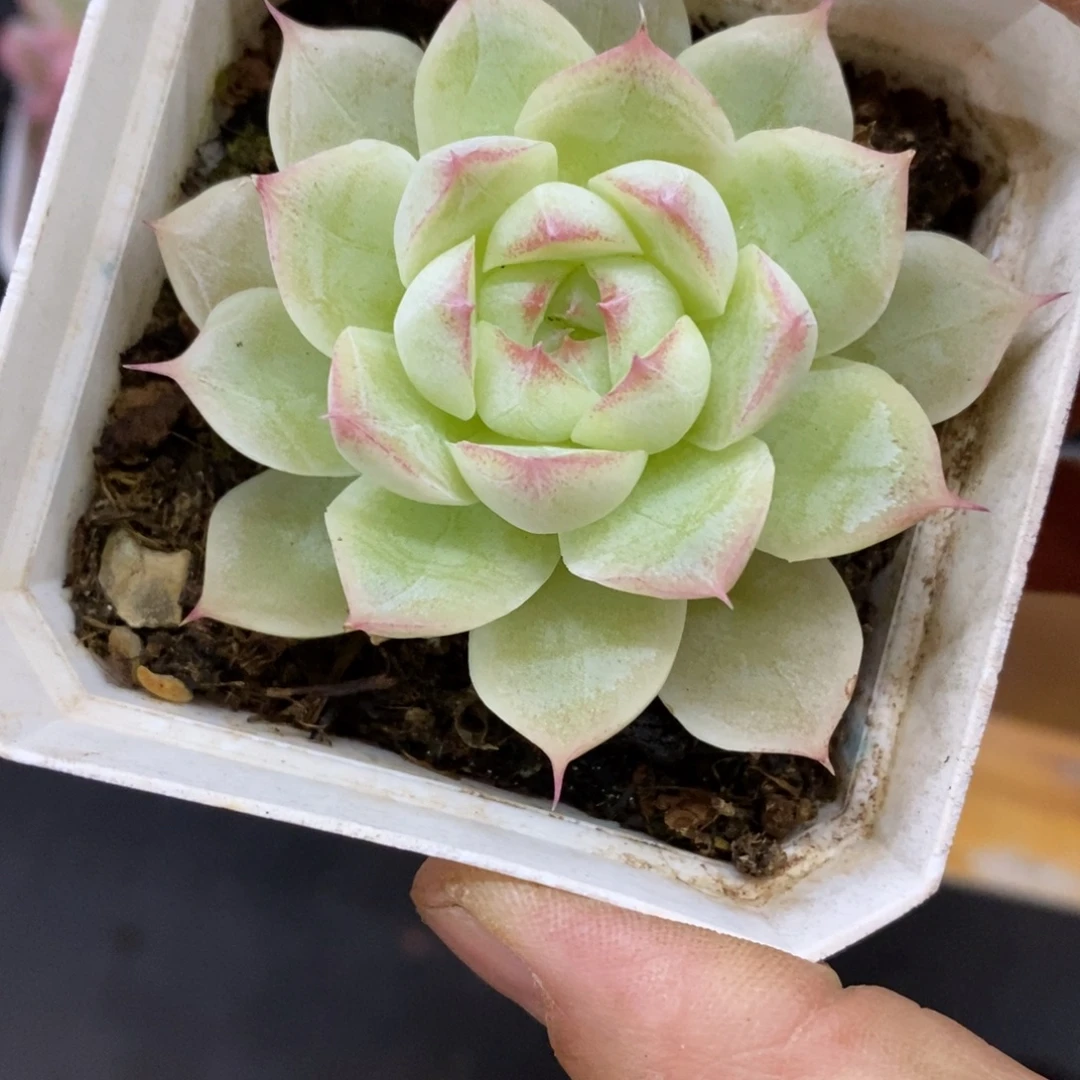 精品多肉一物一拍不包整297