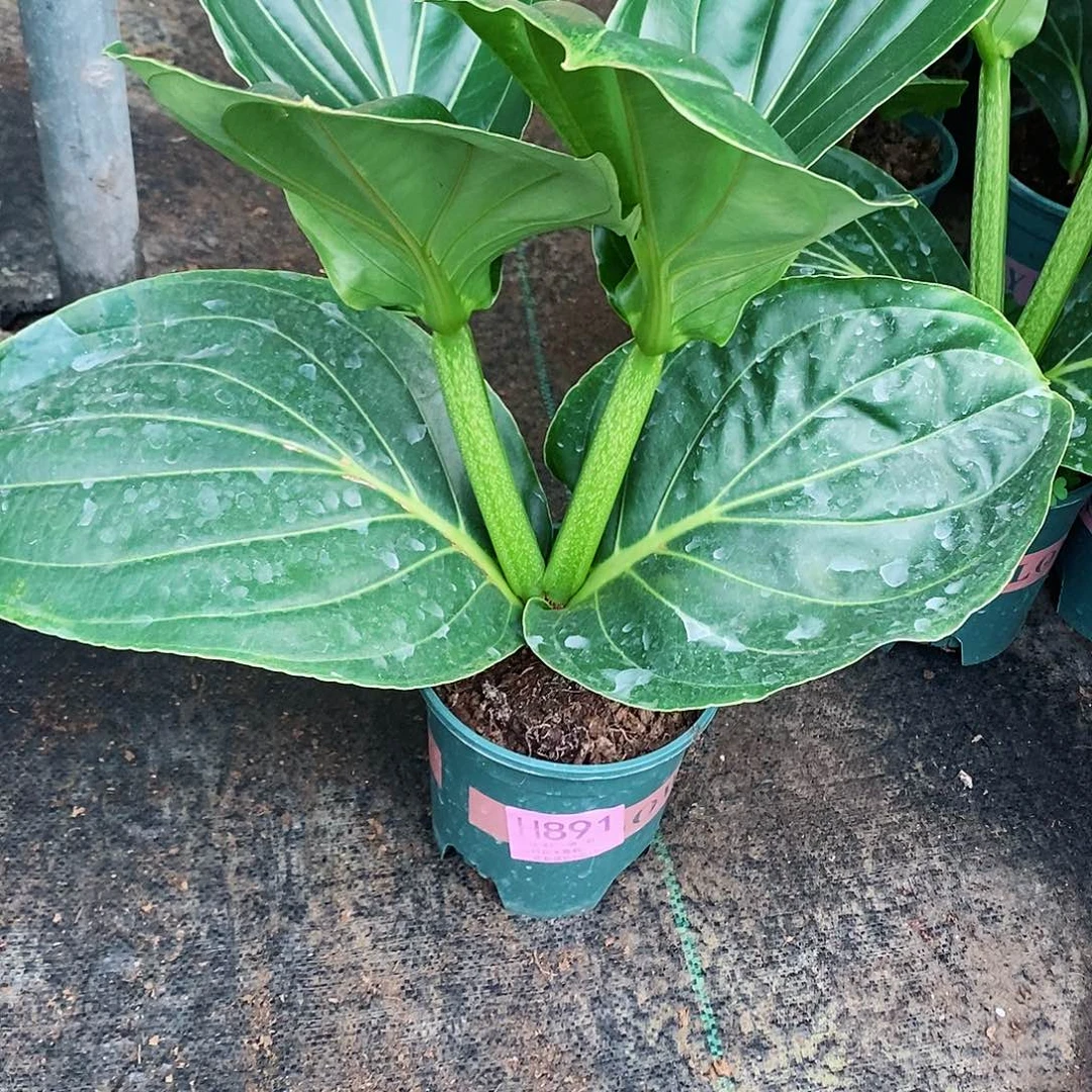 无花朵金****乐木本花卉891叶损