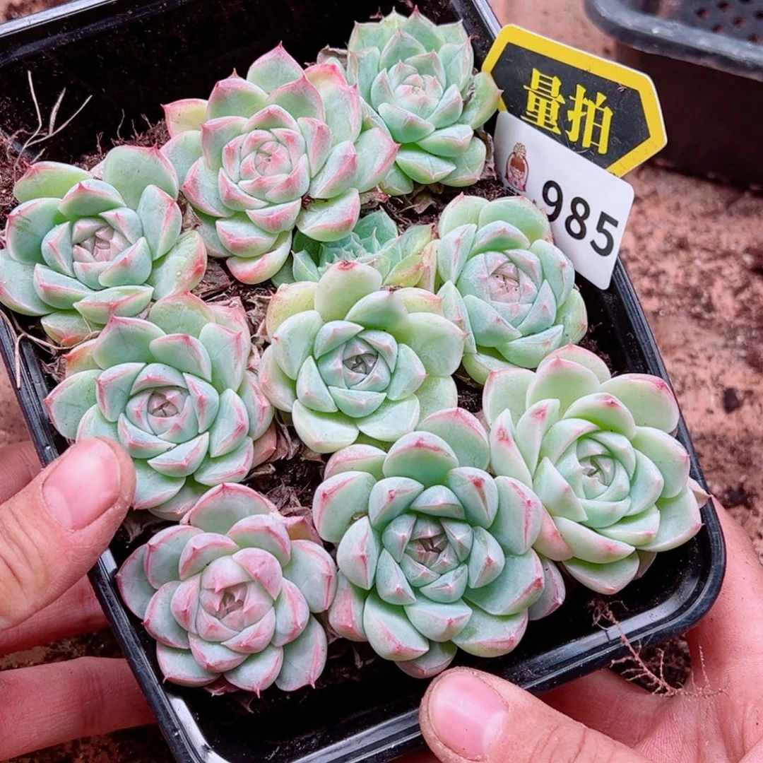 多肉植物多肉植物