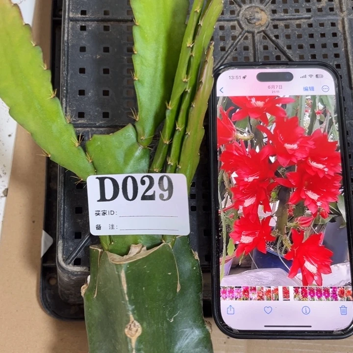 当前无花栽培后可以开花029