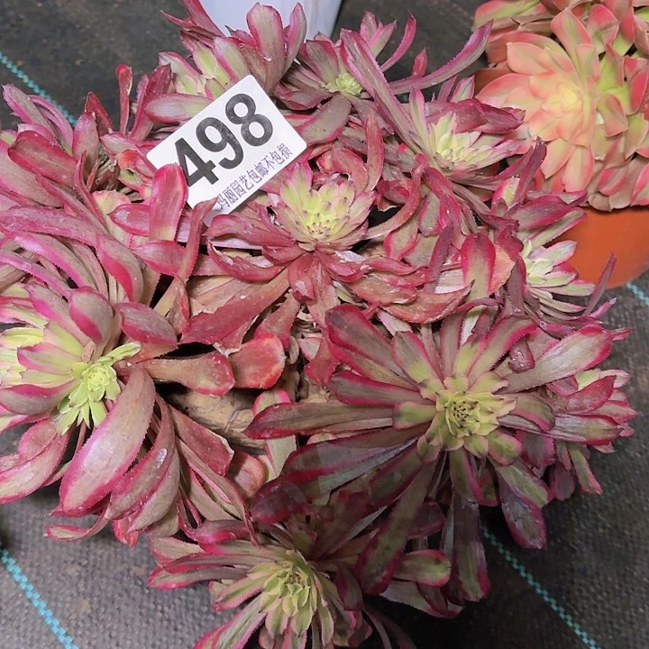 【闪购商品】498仙子2-5