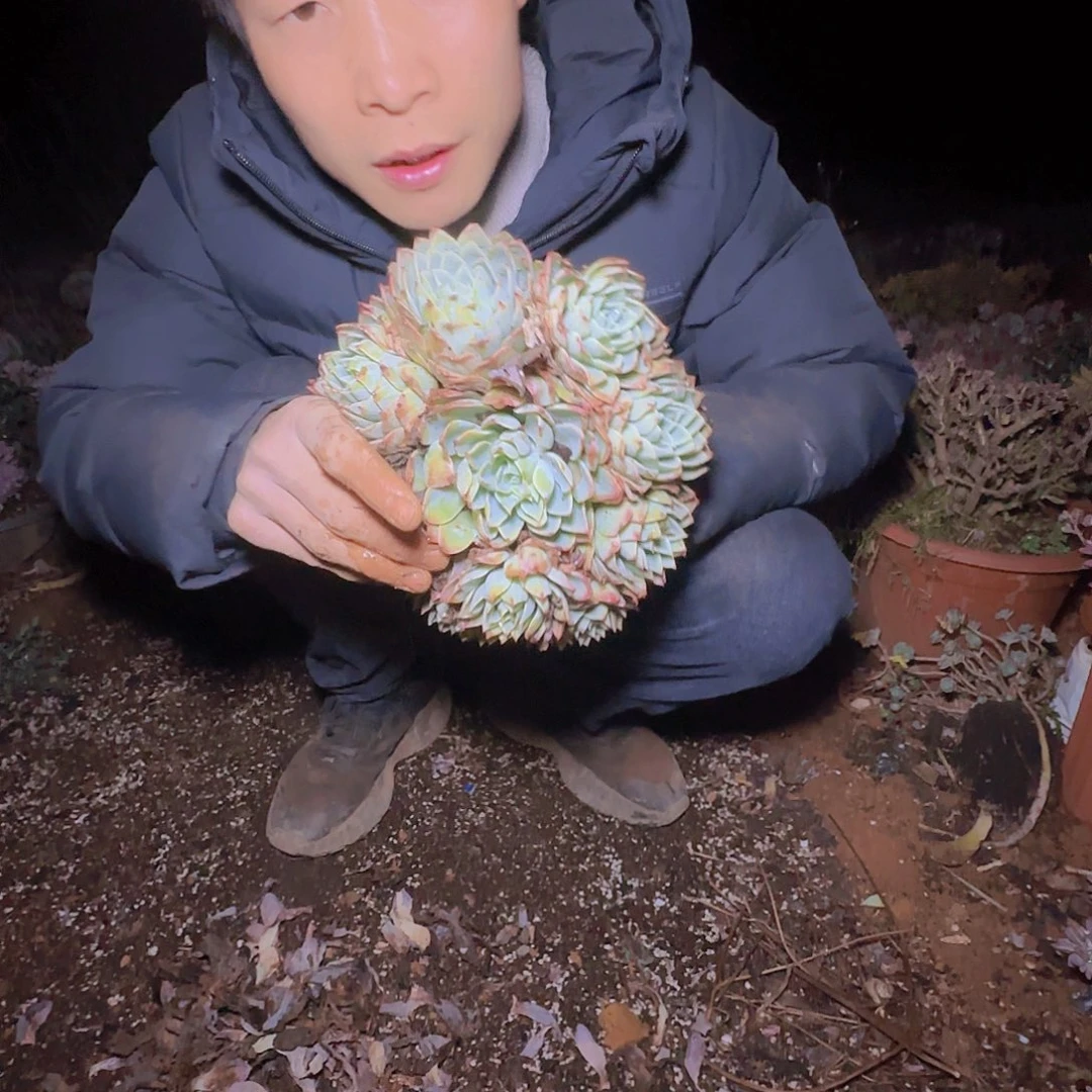 盆栽三色堇多肉1颗