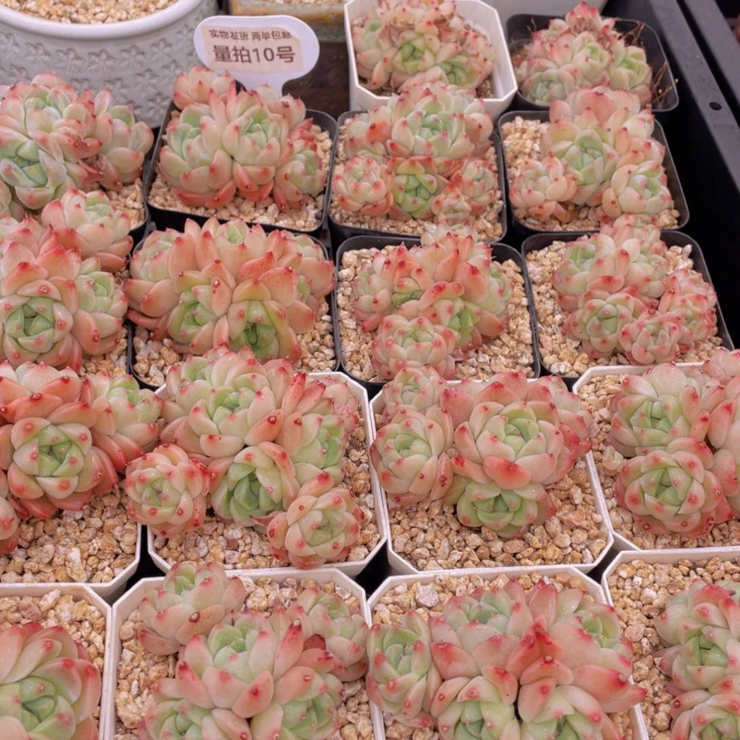 量拍10号 西施佳人大群生五头起一个