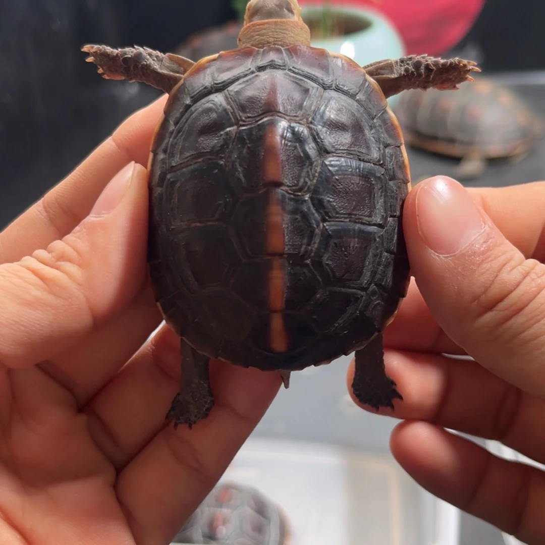 宠物龟不分公母直播间挑选活体可爱宠物龟