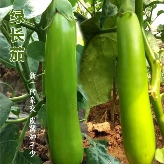 绿长茄种子苗子杭茄蔬菜苗子阳台庭院田地可栽种