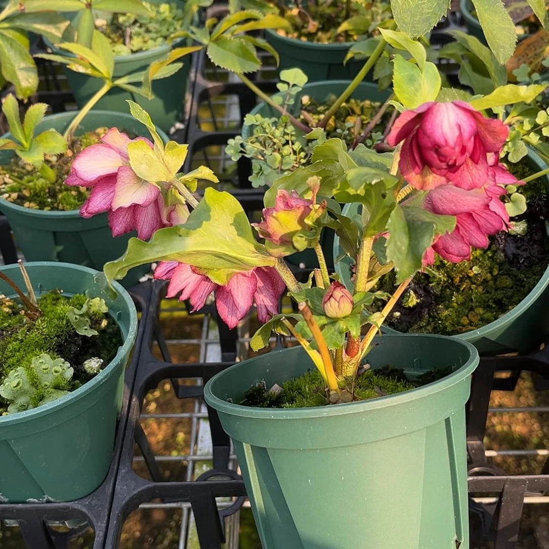 铁筷子圣诞玫瑰哈哈哈哈哈