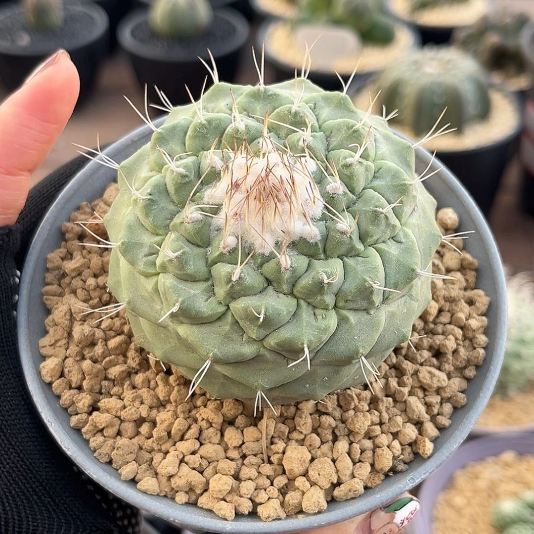 大尤菊水Zzzzzzzzzzzzz