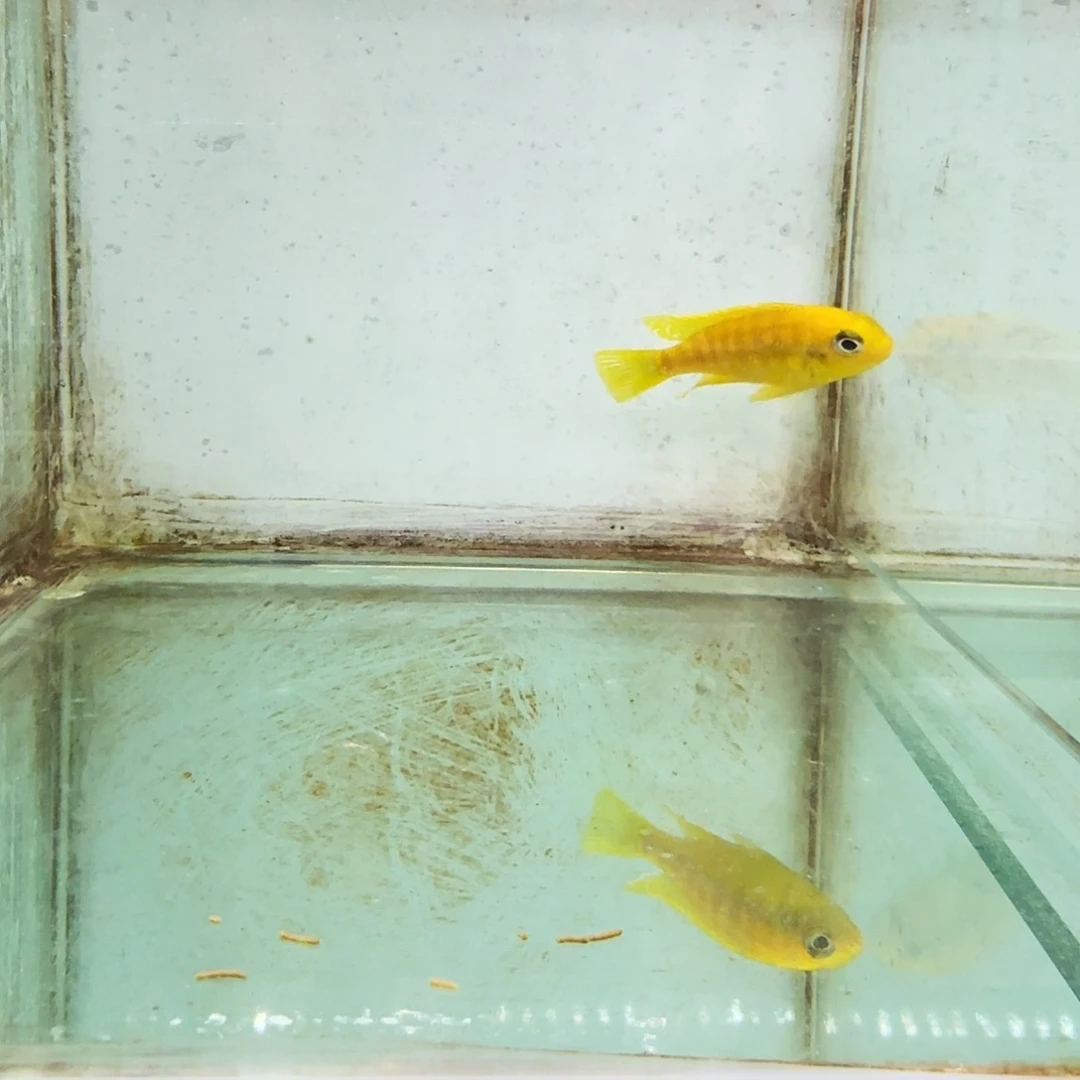 慈鲷467大眼金蝶。