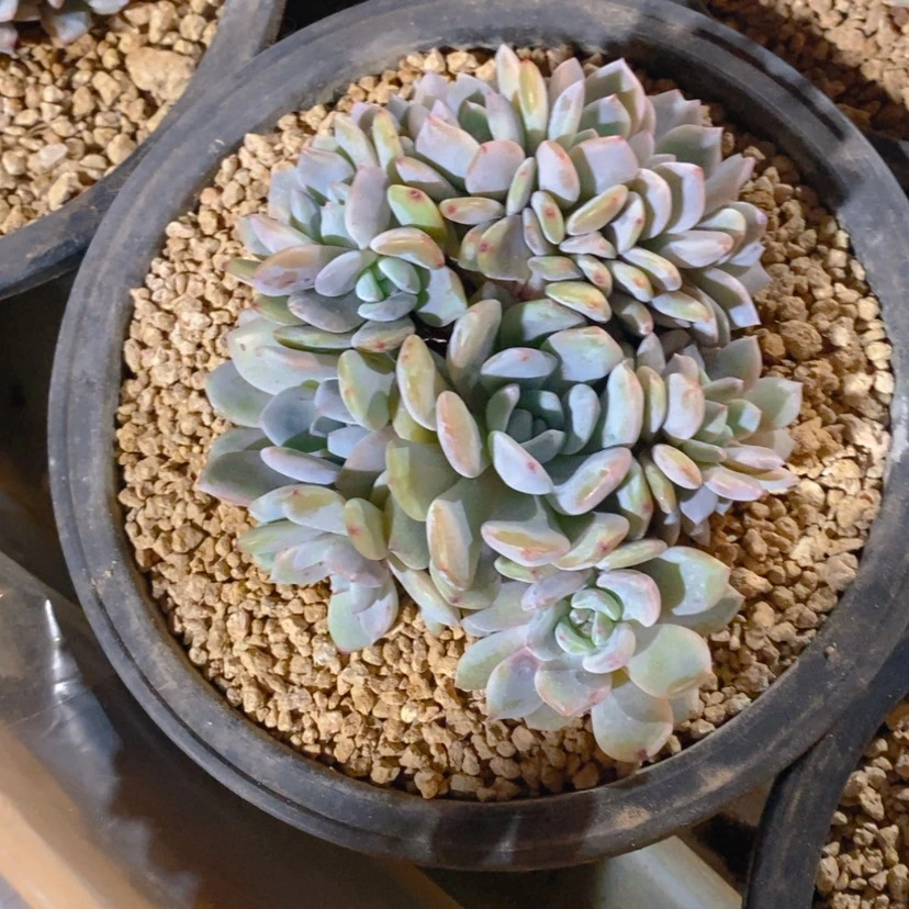 【闪购商品】木**呀木木呀