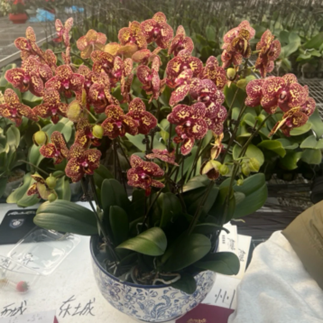 美洲豹 蝴蝶兰 北京同城专车送货上门 基地直销