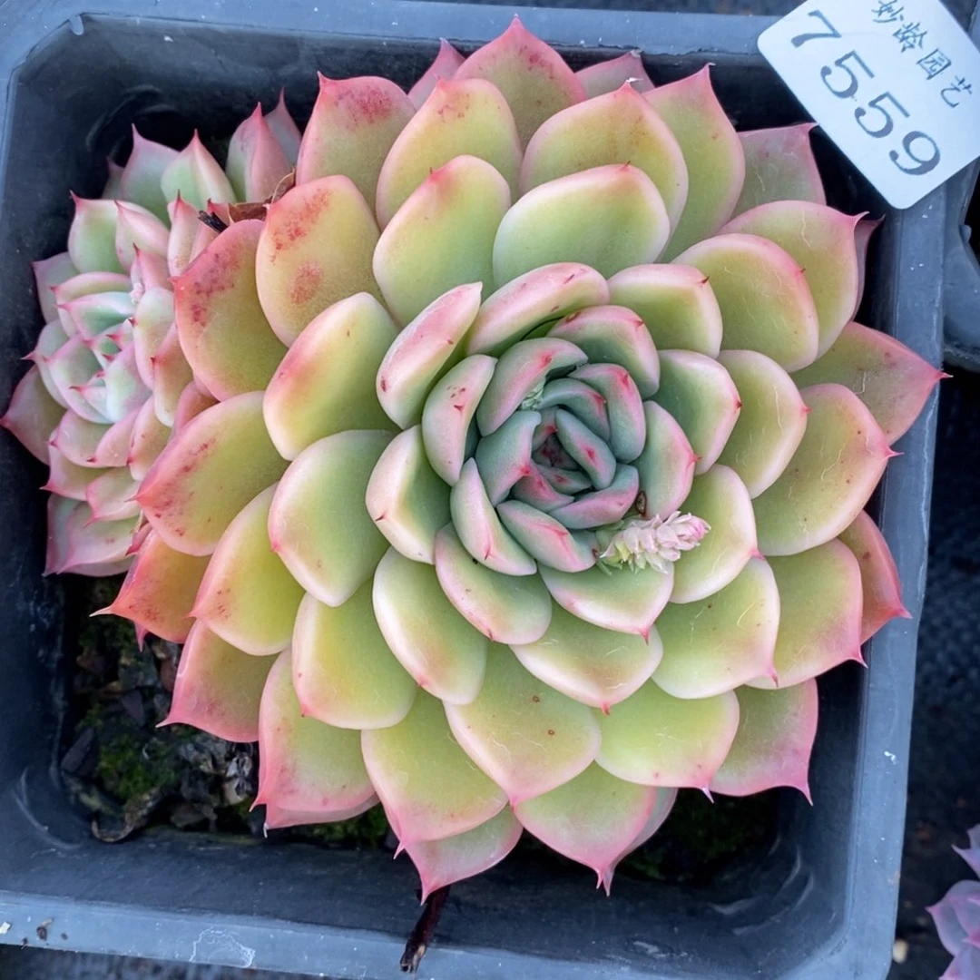 7559杂交多肉老桩