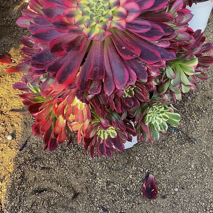 多肉天合078多肉