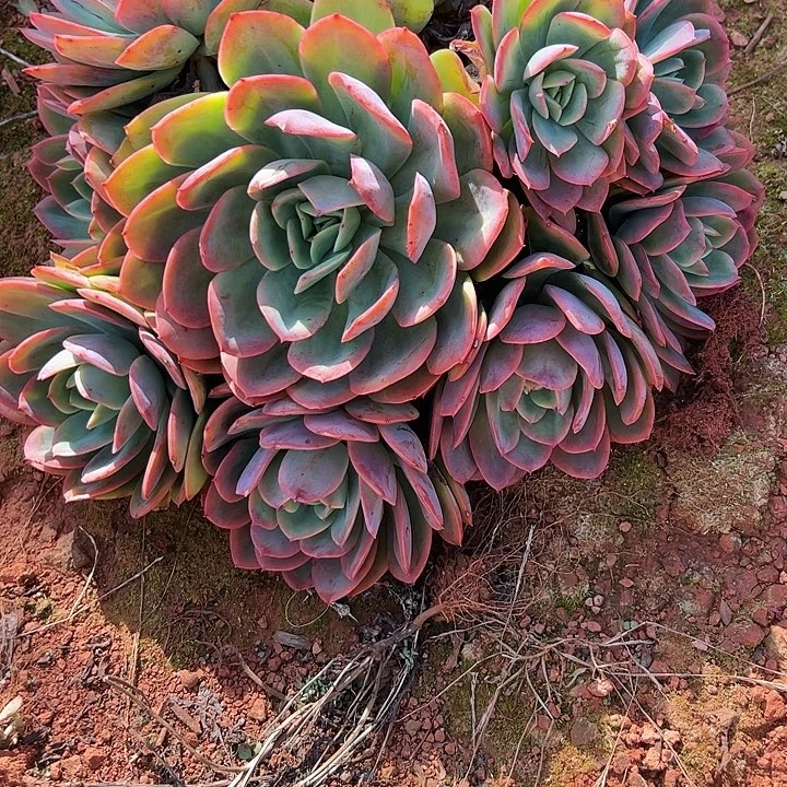 马***大绮罗多肉植物纤维