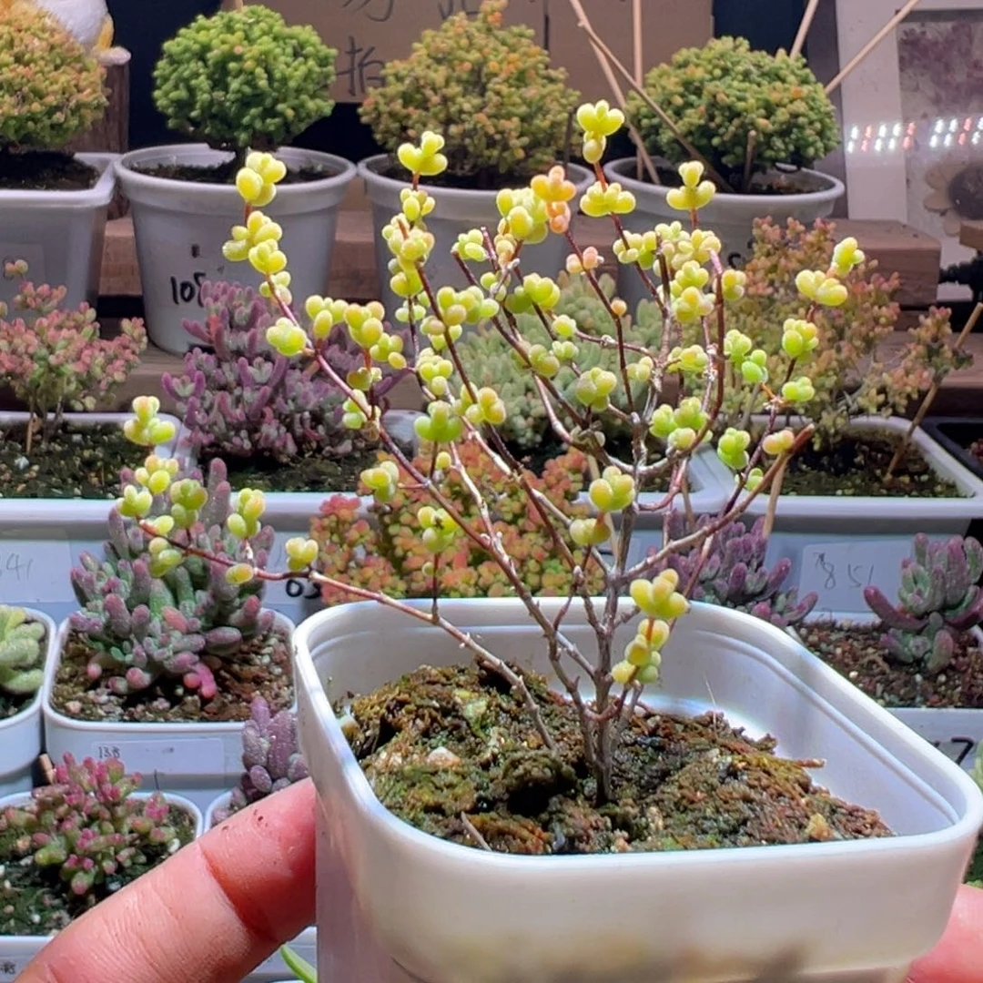 267黄金莱斯一物一拍包开箱