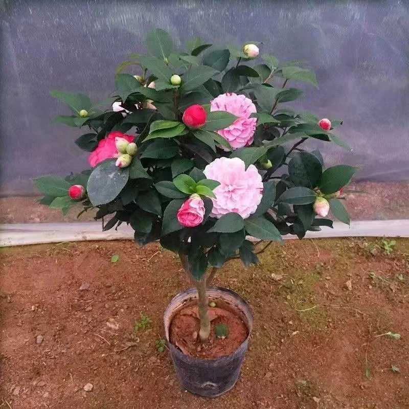 五色赤丹原土球基地发货带芽孢发货