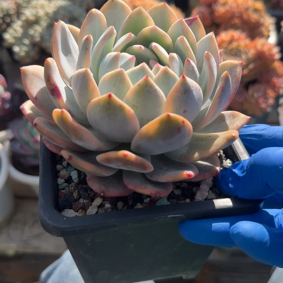 橙梦露单头锦单头五十包邮