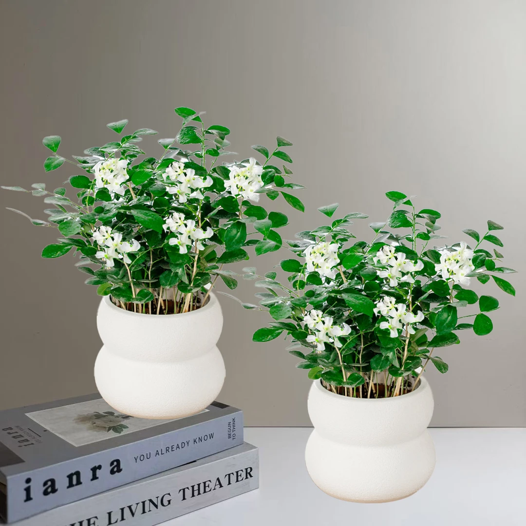 【 买一送一】九里香室内净化空气办公室桌面美观四季常青绿植盆栽