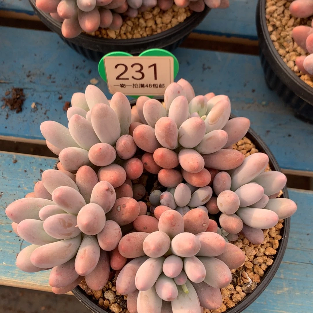 大叶汤圆开播福利231