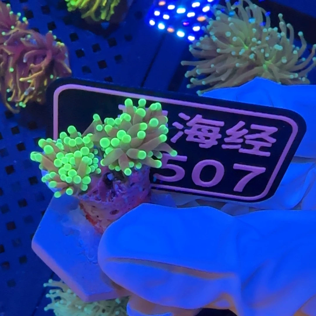夜***！纽扣珊瑚又又不包邮老伤脱藻黑火柴D507