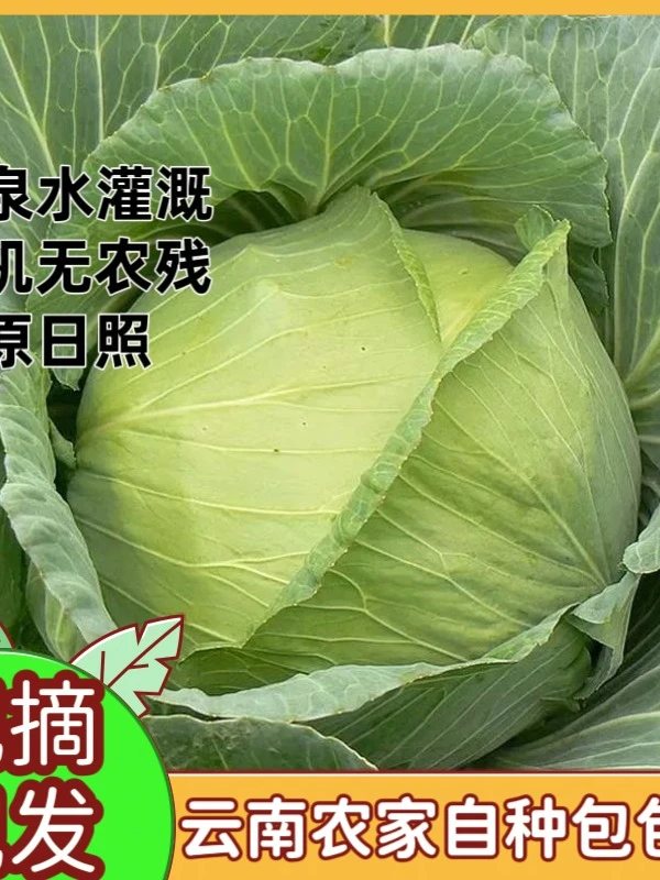 云南农家自种铁头包菜圆白菜现摘绿甘蓝