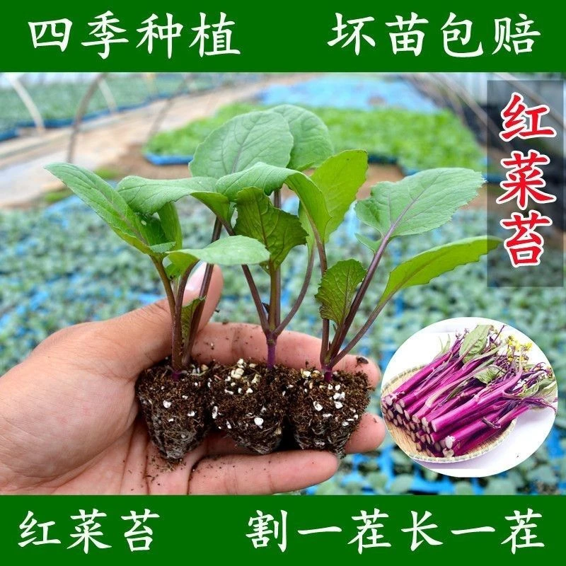 金秋十月红菜苔秧苗适合庭院种植的蔬菜秧苗菜苔种子四季都能种